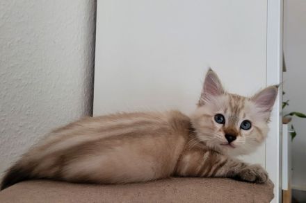 Bengal Kitten