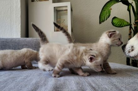 Bengal Kitten