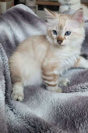 Bengal / Heilige Birma Kitten