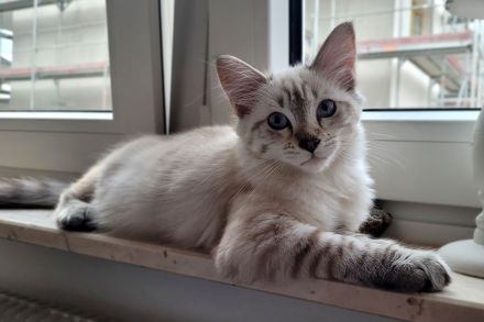 Nur noch ein Bengal / Heilige Birma Kater zu haben