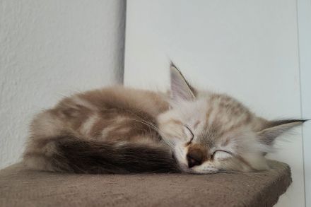 Bengal Kitten