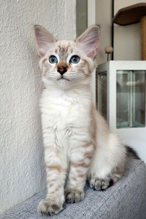 Bengal / Heilige Birma Kitten