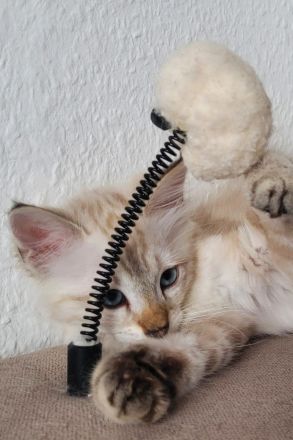 Bengal / Heilige Birma Kitten