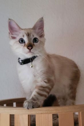 Nur noch ein Bengal / Heilige Birma Kater zu haben
