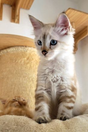Nur noch ein Bengal / Heilige Birma Kater zu haben