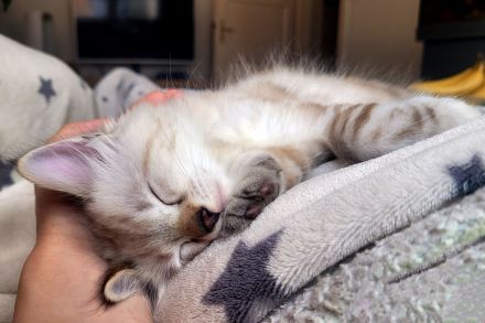 Bengal Kitten