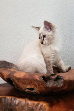 Akela freut sich auf sein neues Zuhause