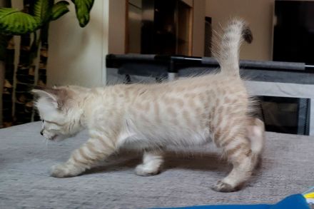 Bengal Kitten