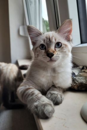 Nur noch ein Bengal / Heilige Birma Kater zu haben