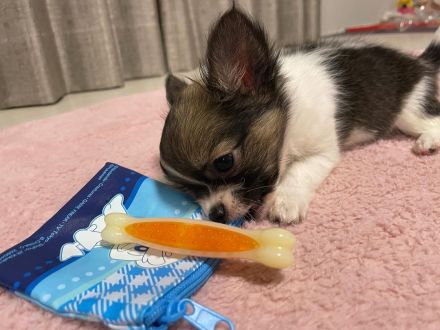 Chihuahua-Welpen