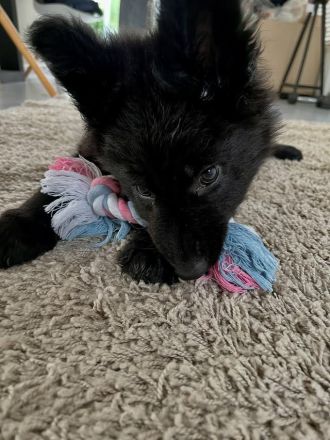Husky-Hündin Luna