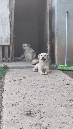 Ayla sucht ihr Für-immer-Zuhause