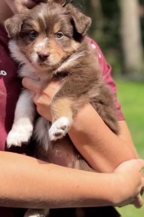 Australian Shepherd Welpen