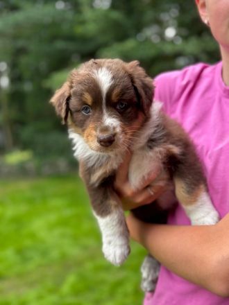 Australian Shepherd Welpen