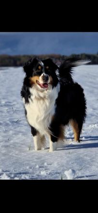 Australian Shepherd Welpen