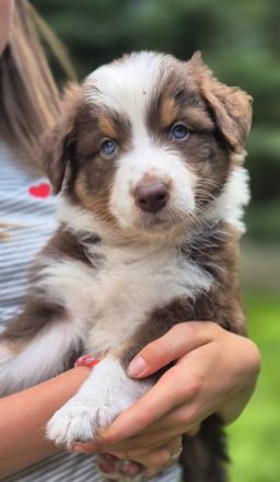 Australian Shepherd Welpen