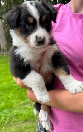 Australian Shepherd Welpen