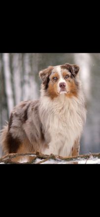 Australian Shepherd Welpen