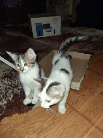 2 Katzenbabys Katerchen