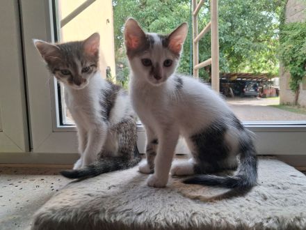 2 Katzenbabys Katerchen