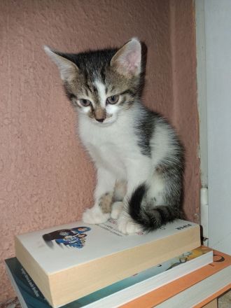 2 Katzenbabys Katerchen