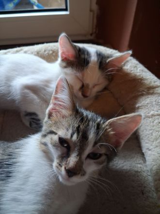 2 Katzenbabys Katerchen