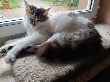2 Katzenbabys Katerchen
