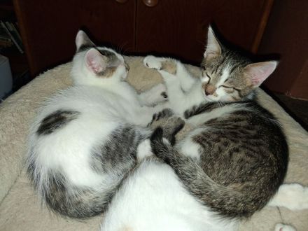 2 Katzenbabys Katerchen
