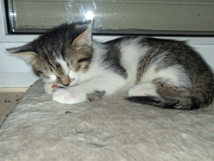 2 Katzenbabys Katerchen