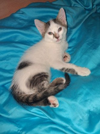 2 Katzenbabys Katerchen