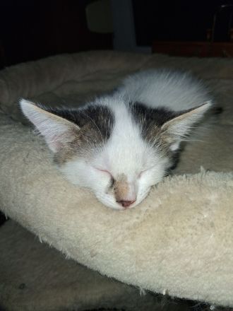 2 Katzenbabys Katerchen