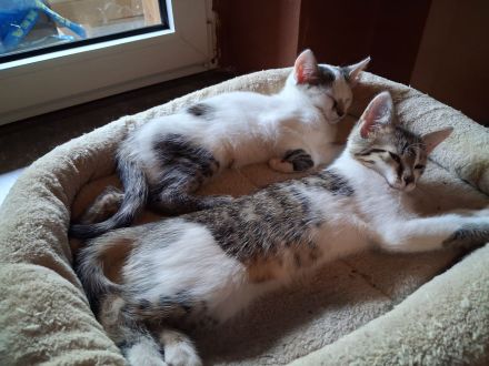 2 Katzenbabys Katerchen