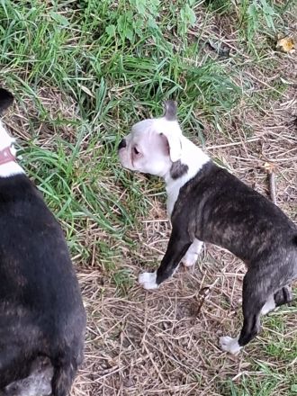 Zauberhafter Boston Terrier Rüde Welpe zu verkaufen