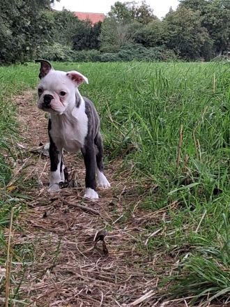 Zauberhafter Boston Terrier Rüde Welpe zu verkaufen