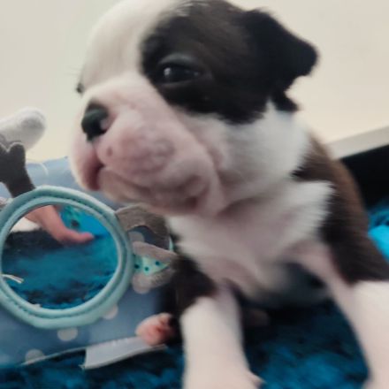 Zauberhafte Boston Terrier Welpen zu verkaufen
