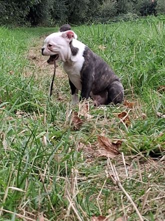 Zauberhafter Boston Terrier Rüde Welpe zu verkaufen