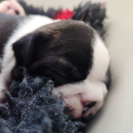 Zauberhafte Boston Terrier Welpen zu verkaufen