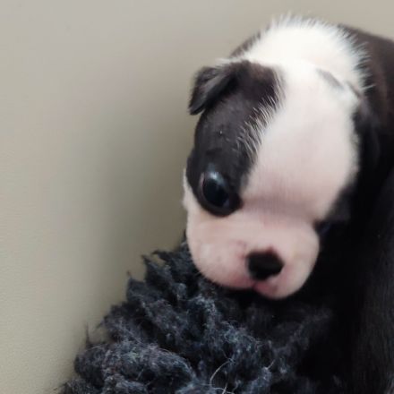 Zauberhafte Boston Terrier Welpen zu verkaufen