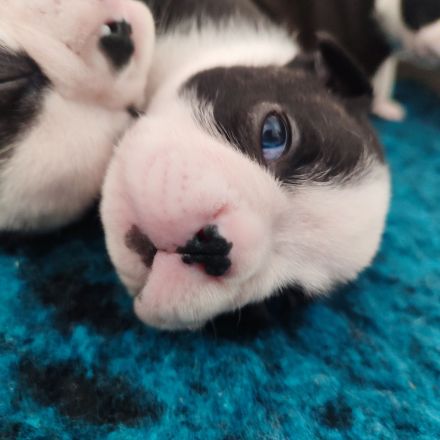 Zauberhafte Boston Terrier Welpen zu verkaufen
