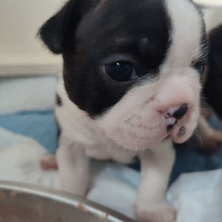 Zauberhafte Boston Terrier Welpen zu verkaufen
