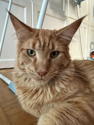 Maine Coon Rot