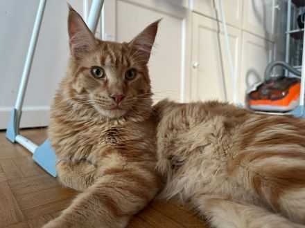 Maine Coon Rot