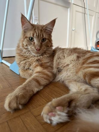 Maine Coon Rot