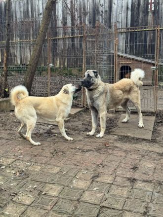 Kangal Welpen