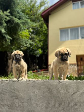Kangal Welpen