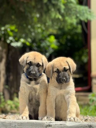 Kangal Welpen