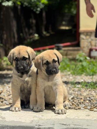 Kangal Welpen