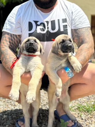 Kangal Welpen