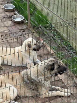 Kangal Welpen