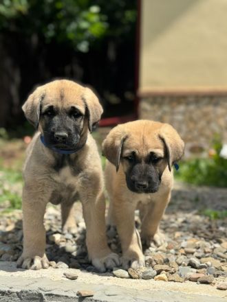 Kangal Welpen